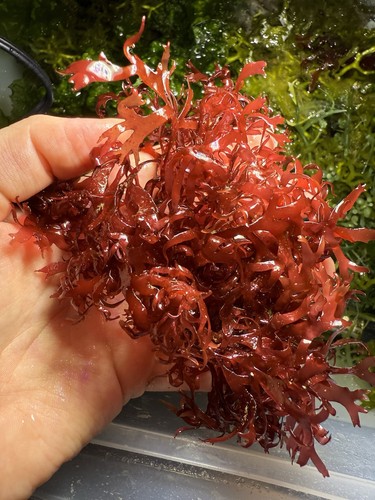 Gracilaria - , algae)