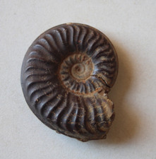 Fossile Ammonite du Toarcien