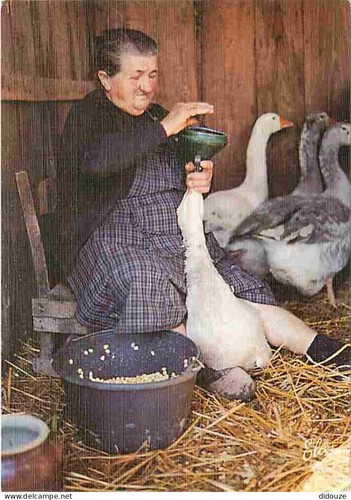 Carte postale animaux - carte,