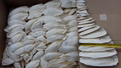 Seiche 5 kg - os, 3,5