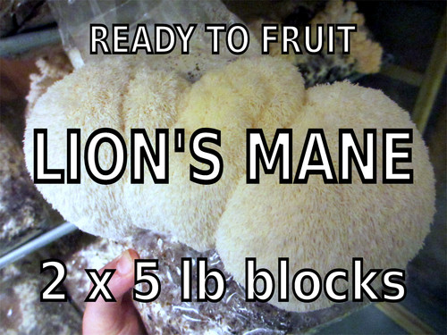 Lion mane mushroom - mane, grow