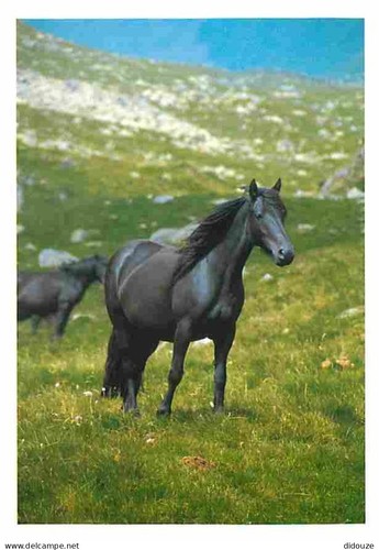 Carte postale animaux - postale,