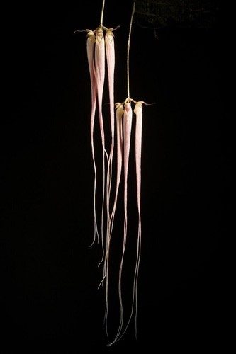 Bulbophyllum longissimum