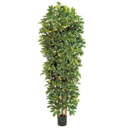 Schefflera artificiel - , en