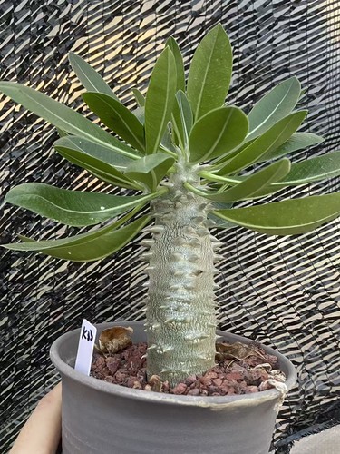 Pachypodium brevicaule - , ×
