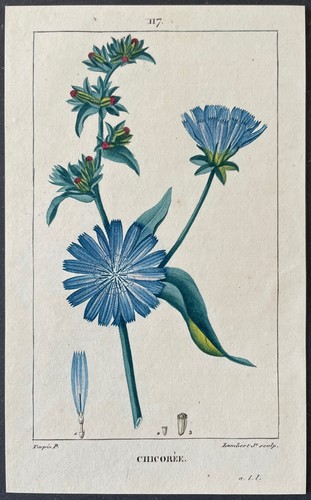 Flore médicale chicorée - médicale,