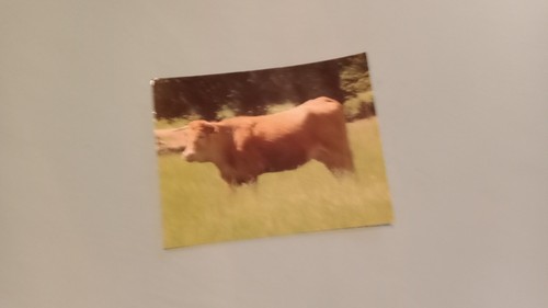 Vache limousine une - limousine,,
