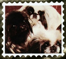 LHASSA -APSO SHIN-TZU MONACO