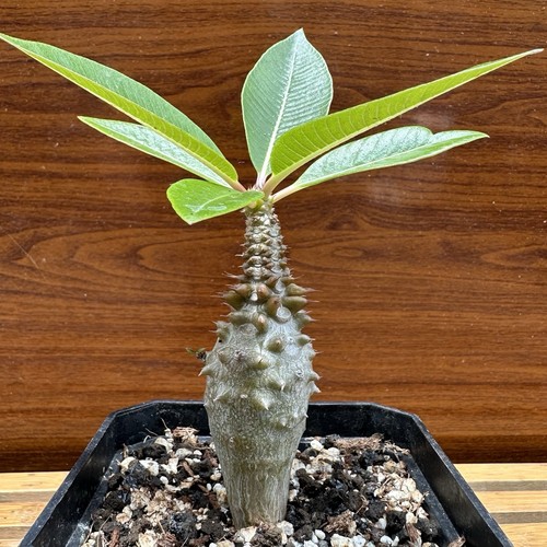 Pachypodium baronii rare - pachypodium,