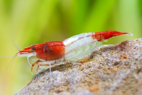 Lot crevettes red - lot, 10