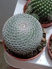 Mammillaria Pseudoperbella
