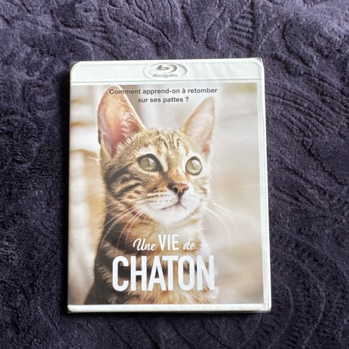 Une vie chaton - vie,