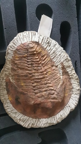 Fossile rare trilobite - –,