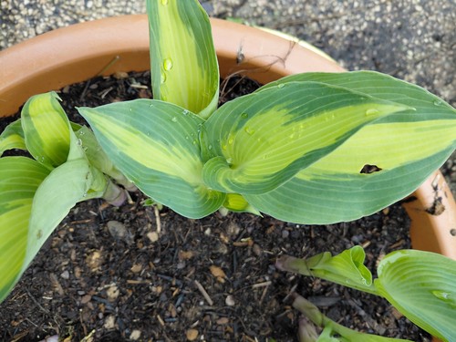 Hosta pnachée vert jaune - jaune,