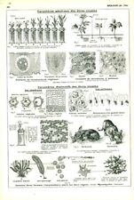 Antique Biology Document General Characters Living Beings from 1953 Book