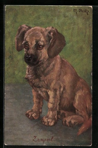 Chiot chien zamperl - chiot,