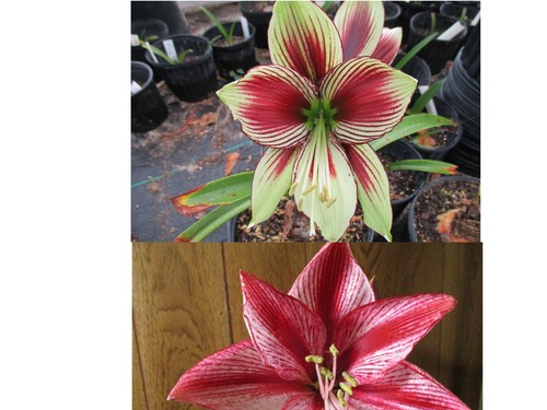 Amaryllis seed papillio x - 15,