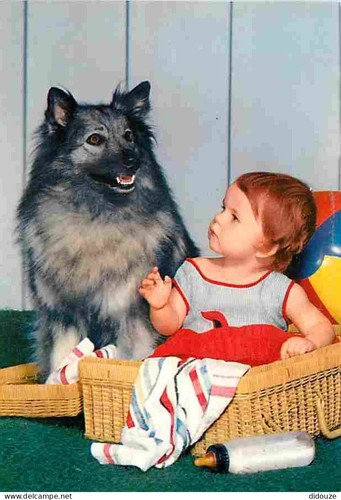 Carte postale animaux - postale,