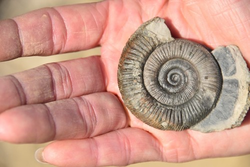 Ammonite dactylioceras - ammonite,