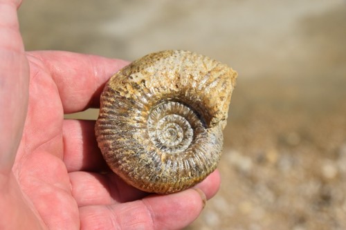 Ammonite procerites - ammonite,