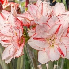 STRIPED AMADEUS Jumbo