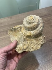 gros coquillage fossile France sur gangue diamètre du coquillage 8,5  cm