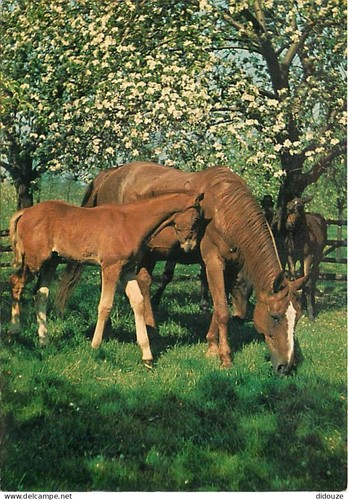 Carte postale animaux - postale,