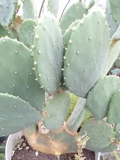 opuntia cacanapa 'elisiana' BOUTURE  outdoor succulent xeryscaping CUTING