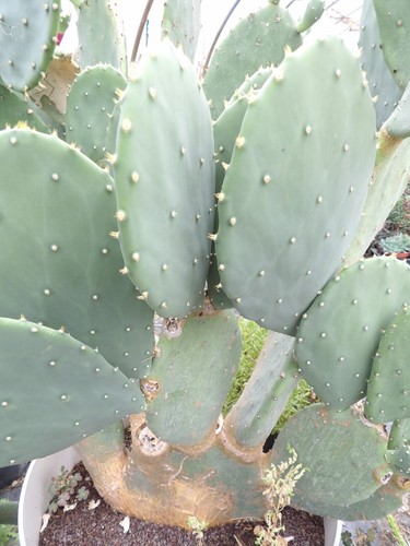 Opuntia cacanapa elisiana - opuntia,