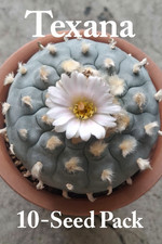 10 Seeds- Loph (Will. v. Texan(a) -Harvest 10/1/25- Sacred Button  Cactus Seeds 
