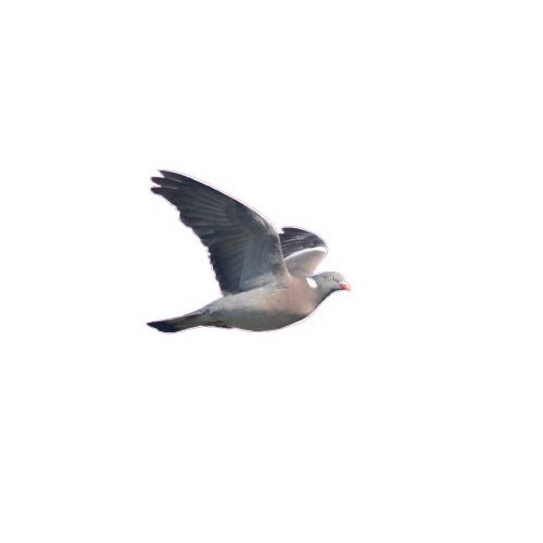 Palombe pigeon ramier