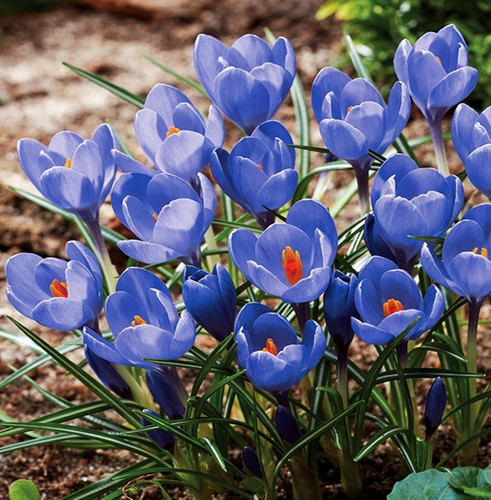 Bulbes crocus - bulbes,