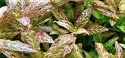 Hygrophila polysperma rosa - polysperma,