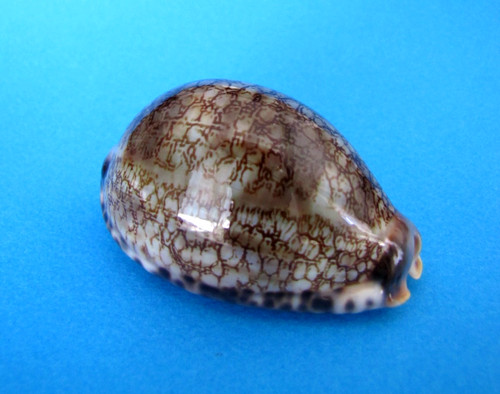 Cypraea grayana gem - cypraea, mm