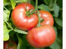 20 Graines de tomates précoce Reine des hâtives cultivées en permaculture