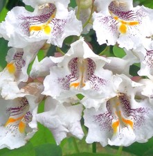 Catalpa speciosa SEEDS -