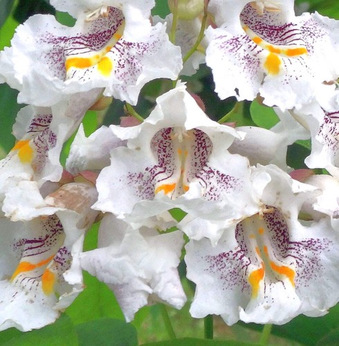 Catalpa speciosa seeds - seeds,