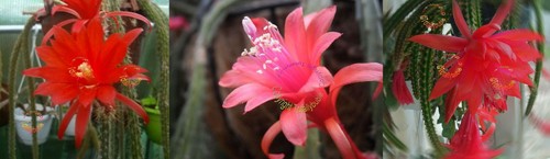 Lot boutures cuttings - 3,