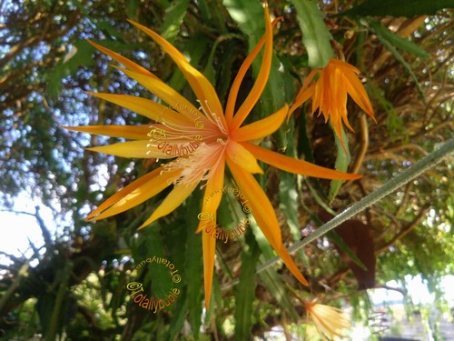 Bouture cutting epiphyllum - cutting,