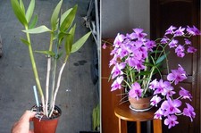 Dendrobium bigibbum