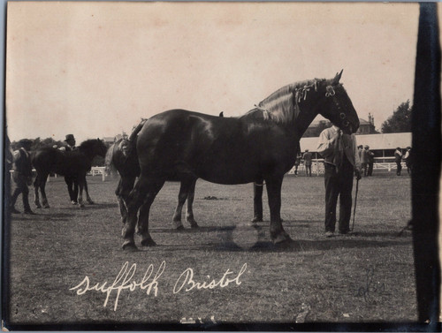 France concours hippique - concours,