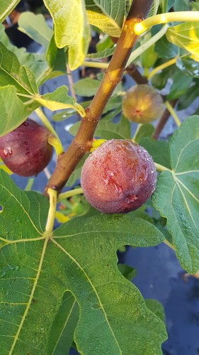 Ficus carica ronde - carica, 'ronde