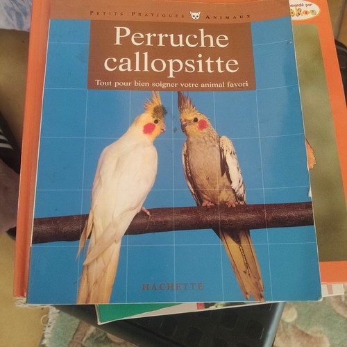 Perruche calopsitte - calopsitte,
