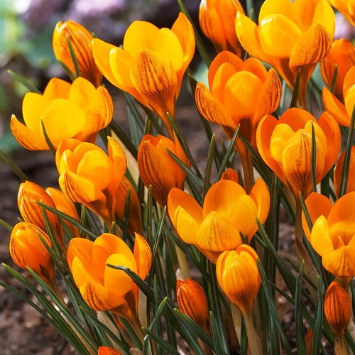 Crocus bulbes rustique - crocus,