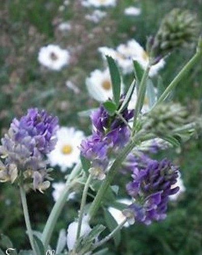 Luzerne medicago sativa - ♫,