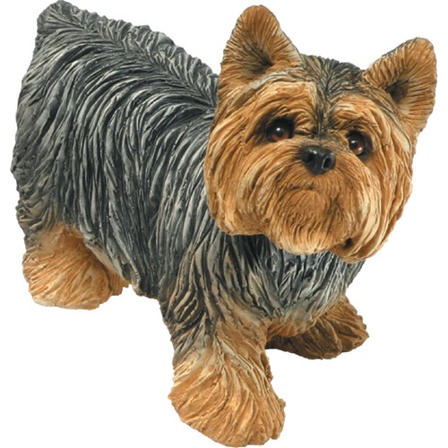 Mid size yorkshire terrier - size,