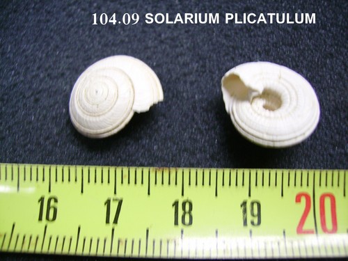 104 solarium plicatulum - b,