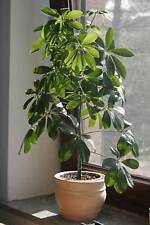 Graines Schefflera