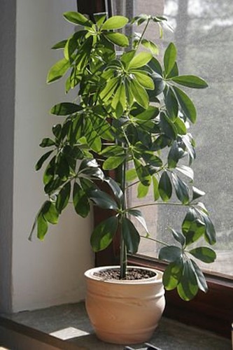 Graines schefflera - graines,