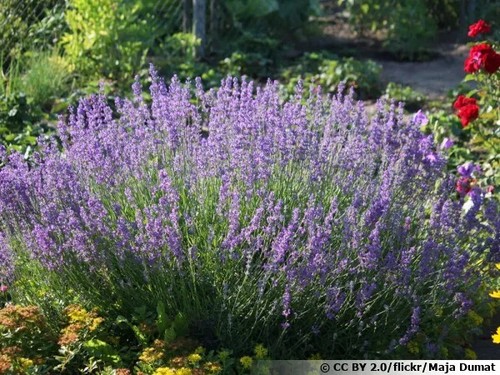 Lot graines de lavande - lot,